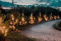 tree-lined-walkway